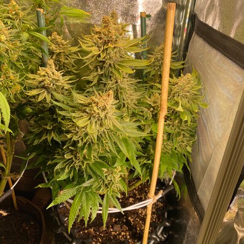 Amnesia Haze growlog timeline photo