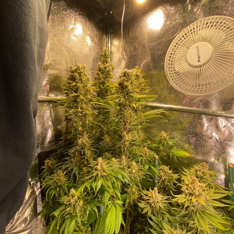 Amnesia Haze growlog timeline photo