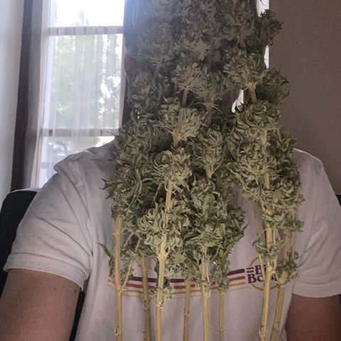 Bangi Haze growlog timeline photo
