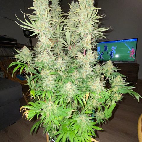 Amnesia Haze growlog timeline photo