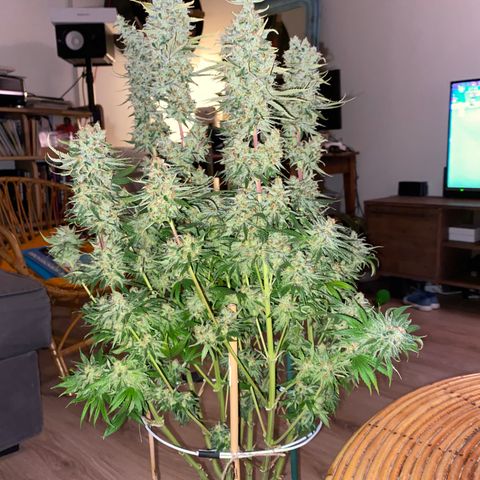 Amnesia Haze growlog timeline photo