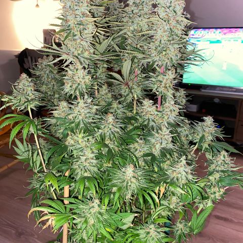 Amnesia Haze growlog timeline photo