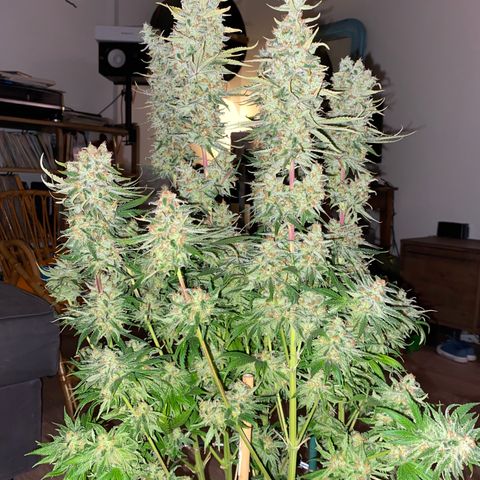 Amnesia Haze growlog timeline photo