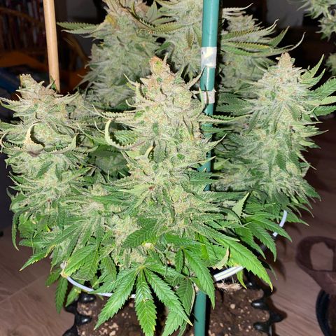 Amnesia Haze growlog timeline photo