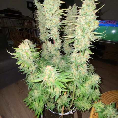 Amnesia Haze growlog timeline photo