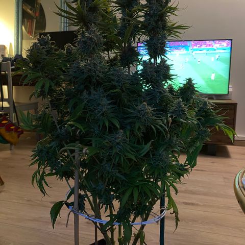 Amnesia Haze growlog timeline photo