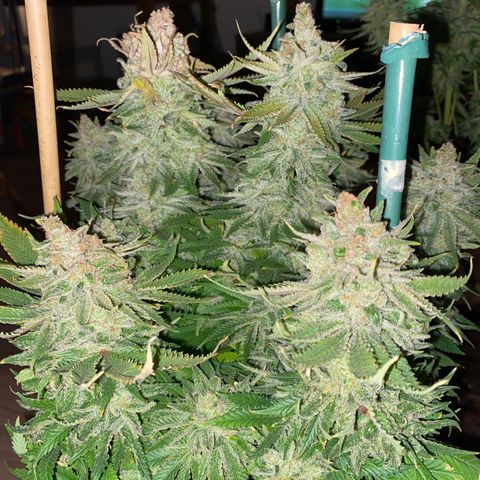 Amnesia Haze growlog timeline photo