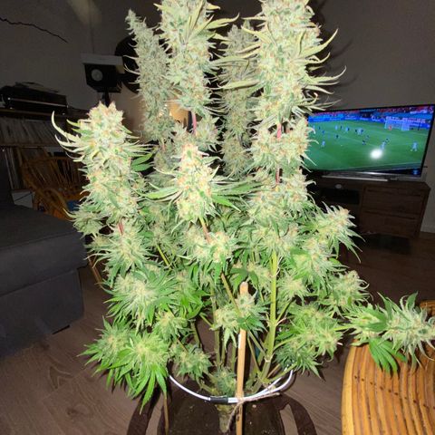 Amnesia Haze growlog timeline photo