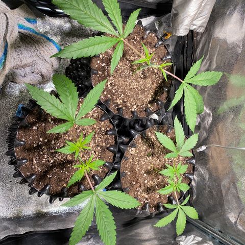 Critical growlog timeline photo