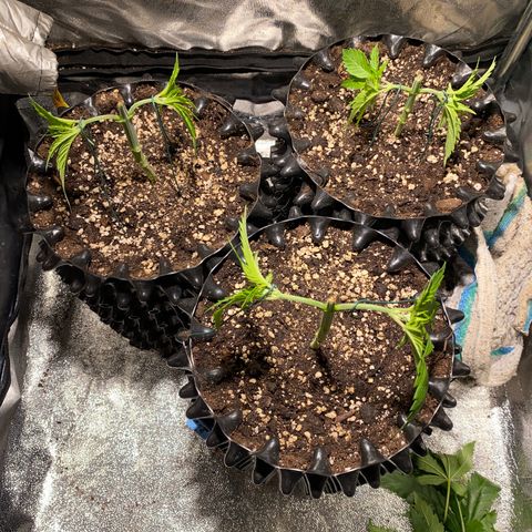 Critical growlog timeline photo