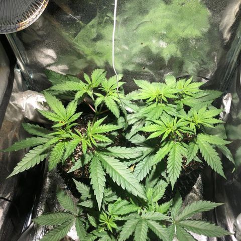 Critical growlog timeline photo