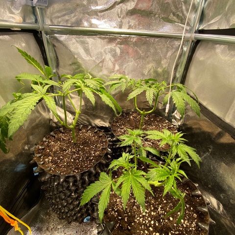 Critical growlog timeline photo