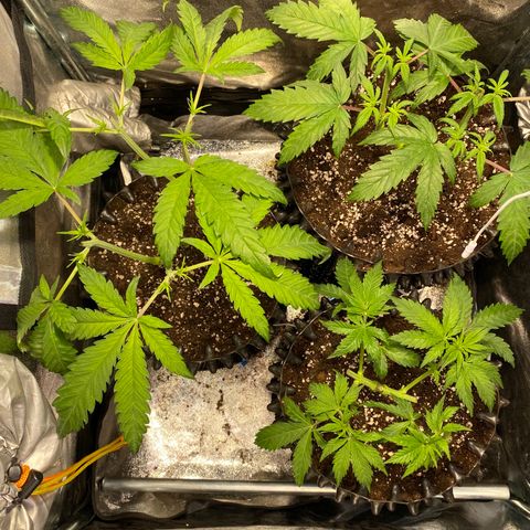 Critical growlog timeline photo