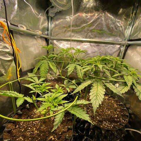 Critical growlog timeline photo