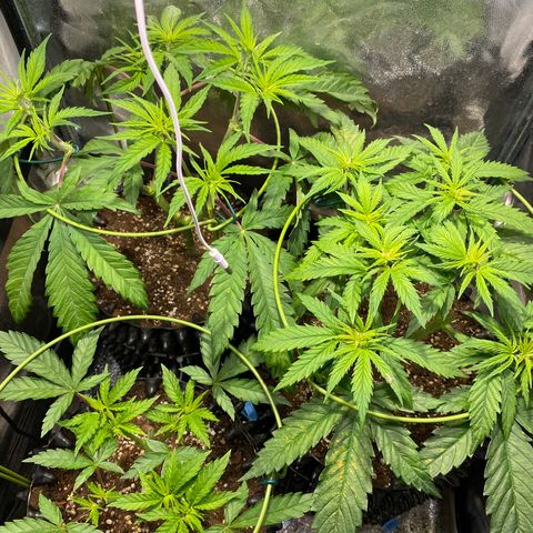 Critical growlog timeline photo
