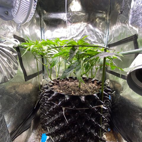 Critical growlog timeline photo