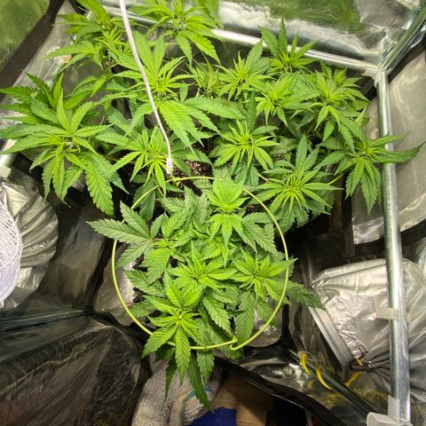 Critical growlog timeline photo