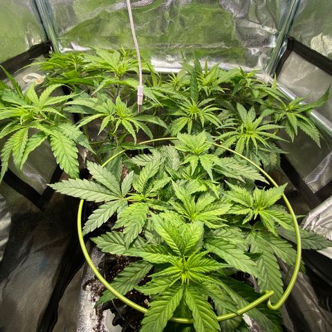 Critical growlog timeline photo
