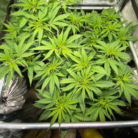 Critical growlog timeline photo