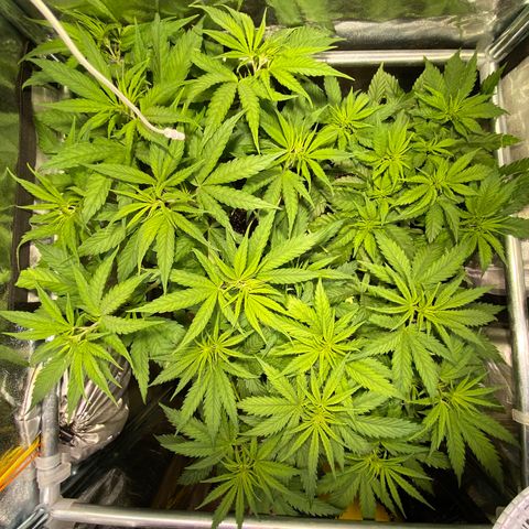 Critical growlog timeline photo