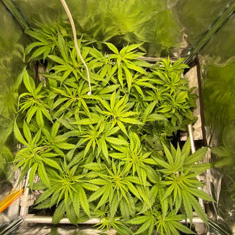 Critical growlog timeline photo