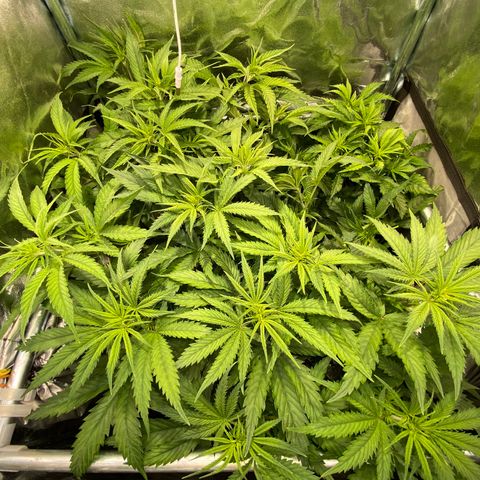 Critical growlog timeline photo