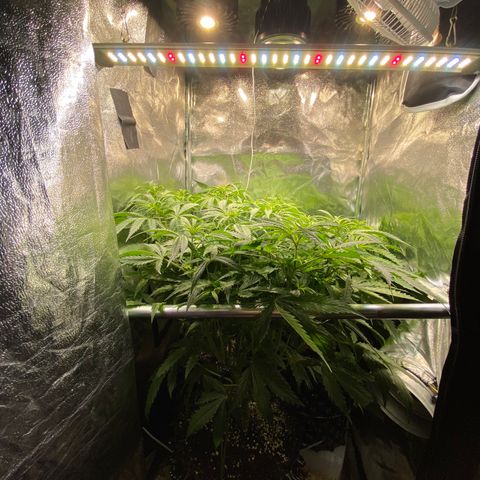 Critical growlog timeline photo