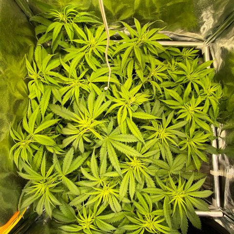 Critical growlog timeline photo