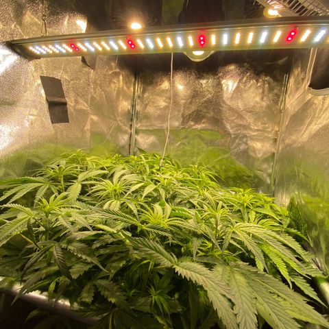 Critical growlog timeline photo