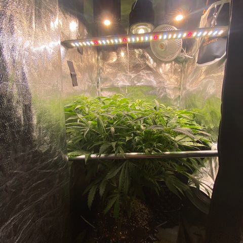 Critical growlog timeline photo