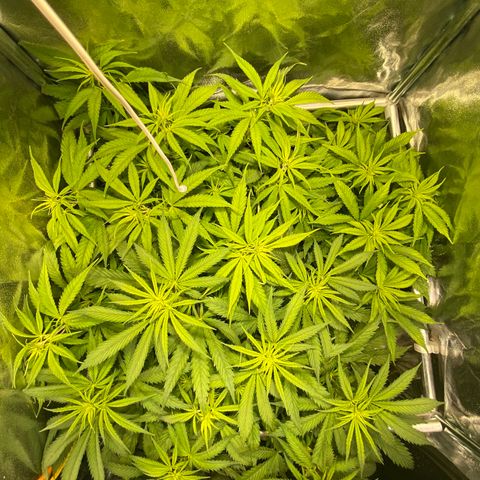 Critical growlog timeline photo