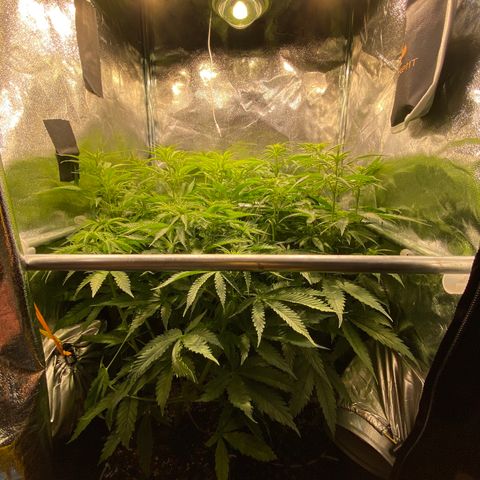 Critical growlog timeline photo