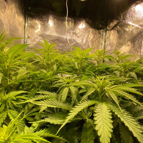 Critical growlog timeline photo
