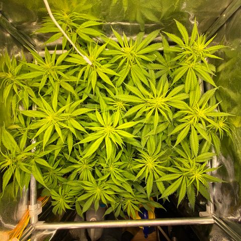 Critical growlog timeline photo