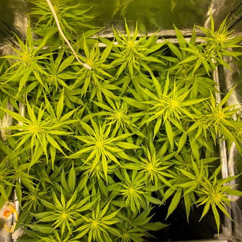 Critical growlog timeline photo