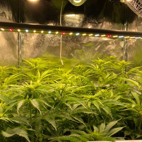 Critical growlog timeline photo