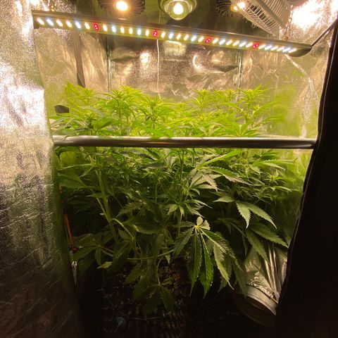 Critical growlog timeline photo