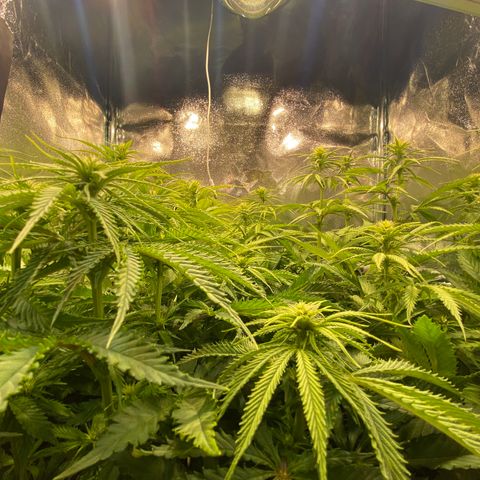 Critical growlog timeline photo