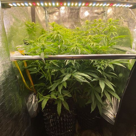 Critical growlog timeline photo