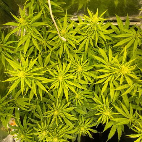 Critical growlog timeline photo