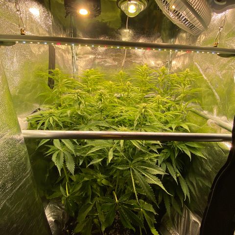 Critical growlog timeline photo