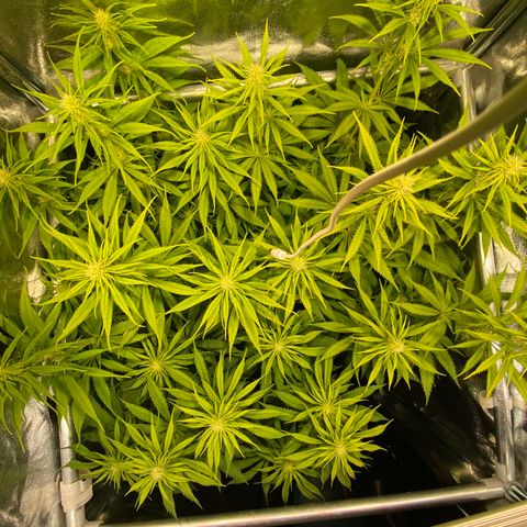 Critical growlog timeline photo