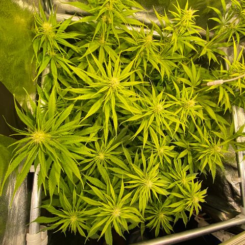 Critical growlog timeline photo