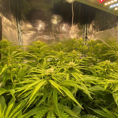 Critical growlog timeline photo