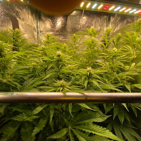 Critical growlog timeline photo