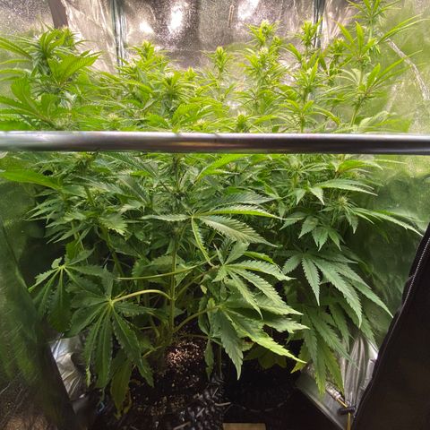 Critical growlog timeline photo
