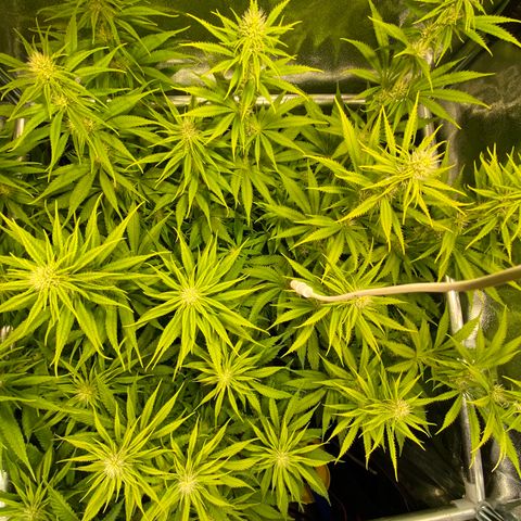 Critical growlog timeline photo