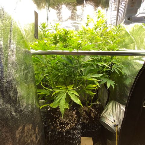 Critical growlog timeline photo