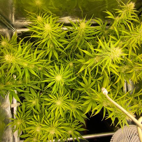 Critical growlog timeline photo