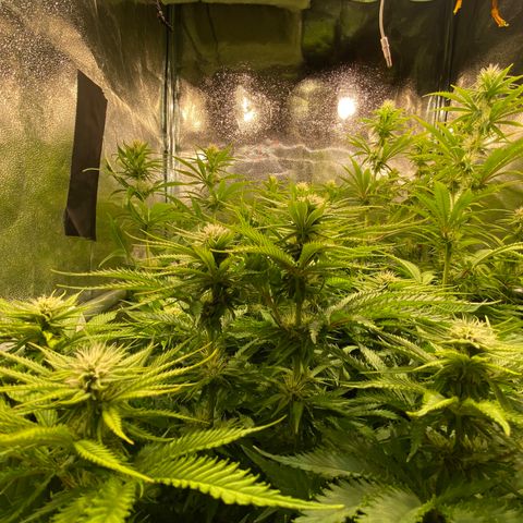 Critical growlog timeline photo